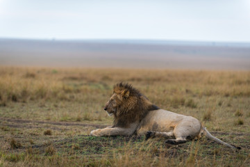 male African lion 