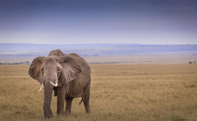 African elephant in savannah 