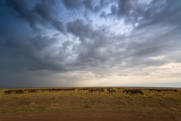 Fototapeta na wymiar African savannah wildebeest migration