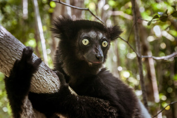 Indri Indri (Babakoto)