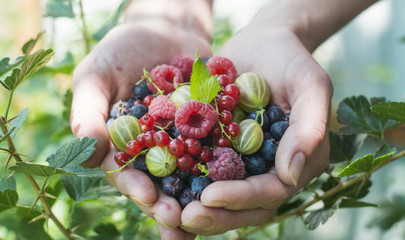 Fruits and berries. Fresh berries, raspberries, gooseberries, blueberries, red currants, mint.