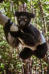 Indri Indri (Babakoto)