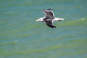 Mouette en vol.