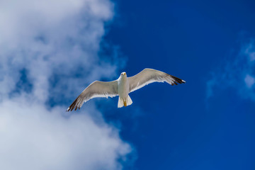 Mouette en vol.