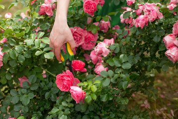 Girl prune the  bush (rose) with secateur in the garden