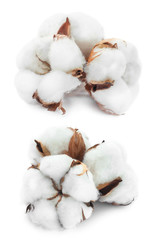 Cotton white delicate dry flower bud set collection isolated on white background