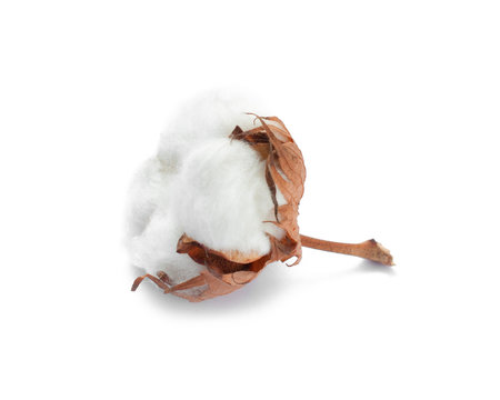 Cotton white dry flower bud isolated on white background