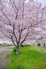 Fototapeta premium 満開の桜