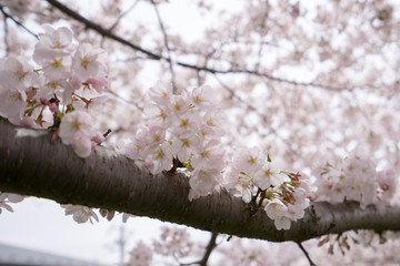 満開の桜