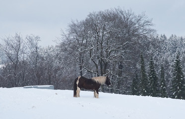 Pferd steht auf verschneiter Weide