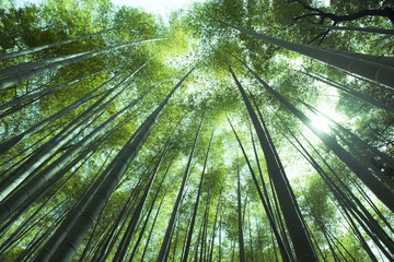 Beautiful abstract of Arashiyama bamboo forest during summer time in Kyoto, Japan.