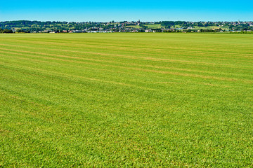 Obraz premium lawn
