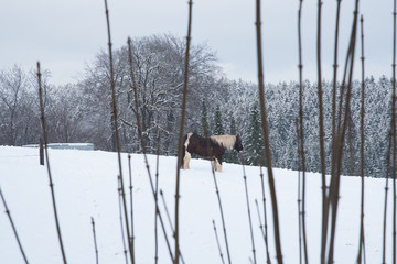 Pferd steht auf verschneiter Weide