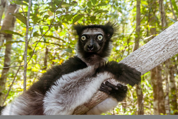 Indri Indri (Babakoto)