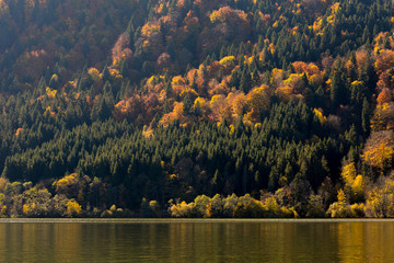 Bäume in den Alpen in herbstlicher Stimmung