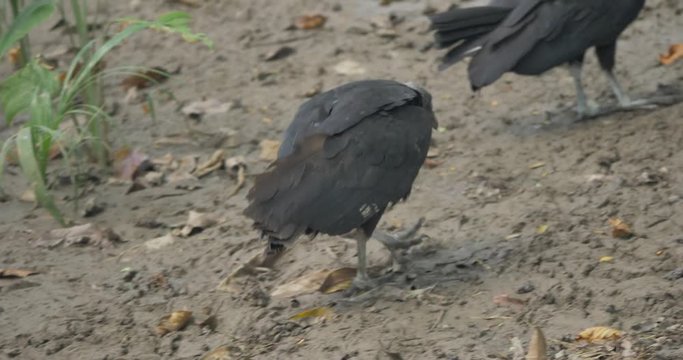 Grappling Pair Of Black Vultures, Costa Rica