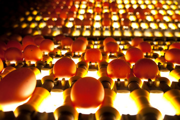 egg factory - quality control