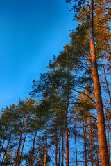 Pine trees in the forest against a bright blue sky