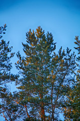 Fir in the forest against a bright blue sky