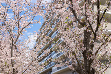 マンションと桜