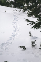 Snow tracks. Vitosha mountain , Sofia, Bulgaria.