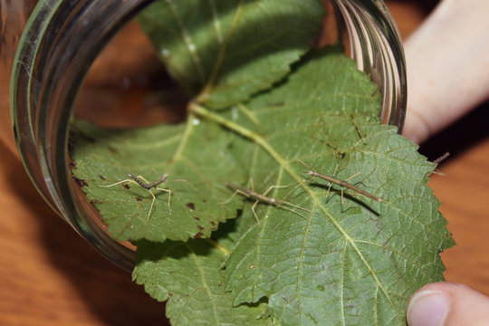 baby stick insects, the animals are on the leaf