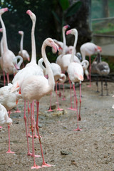 A beautiful flamingos, Flamingo is typical species for many countries