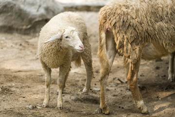 Obraz na płótnie Canvas Cute lamb on a farm. Happy lamb in the paddock.
