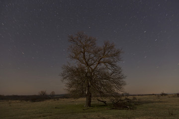 Fototapeta na wymiar Night long exposure picture fro a tree and stars