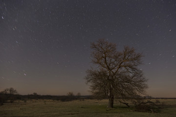 Fototapeta na wymiar Night long exposure picture fro a tree and stars