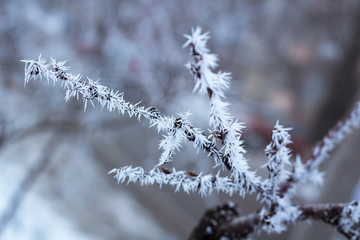 Frosty winter tree details close-up covered with white snow