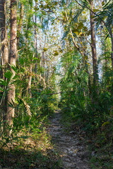 path way in forest at Jedkod-Pongkonsao Ecotourism and Environmental Education Center thailand