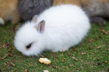 close up bunny rabbit