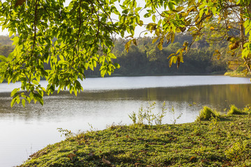 green leaf over lawn with yellow sun light near lake