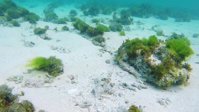 Observing the behavior of an interesting blue spotted boxfish searching for food in the indian ocean, somewhere near mauritius