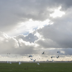 geese and swans fly in front of cloudscape in the netherlands