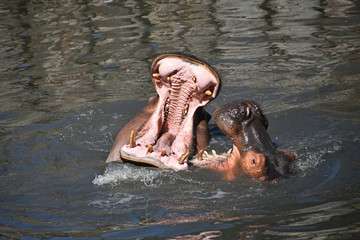Fototapeta premium Couple of hippos swim and play in water