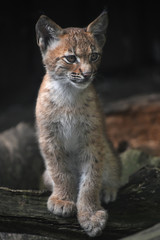 Close up portrait of Eurasian lynx kitten