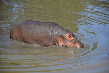 One hippo swims and walks in water