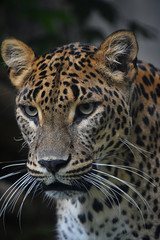 Close up portrait of Persian leopard