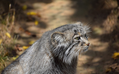 Close up side profile portrait of manul Pallas cat