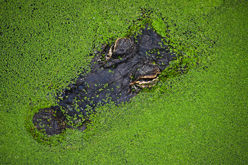 Naklejka premium Close up portrait of crocodile in green duckweed