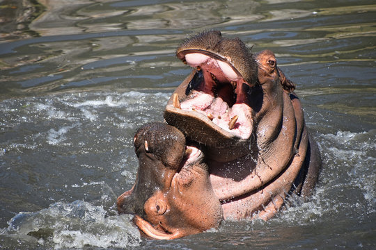 Couple of hippos swim and play in water
