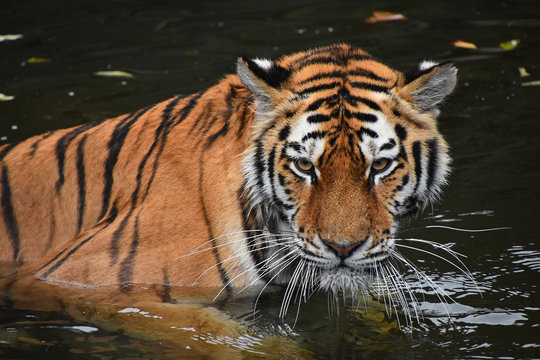 Siberian Amur tiger swimming in water