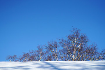Winter trees on snow white land under blue sky