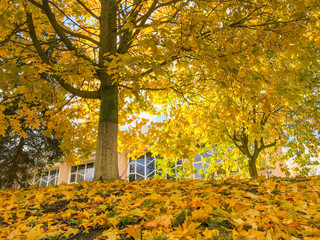 yellow maple leaves on tree and on the ground