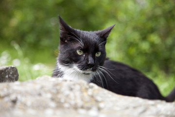 Black and white domestic cat