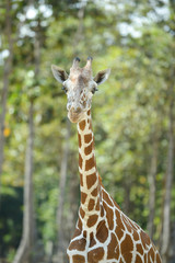 Obraz premium Red River Hog