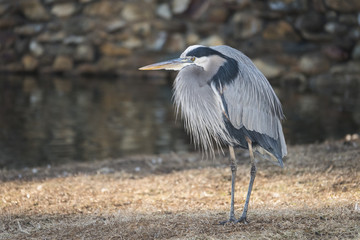 Heron thinker