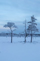 Frosty trees in snowy winter landscape
